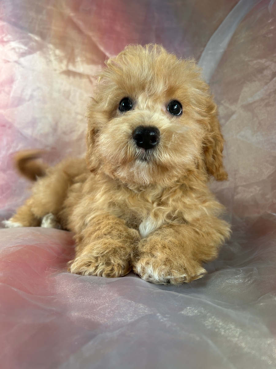 Apricot F1b Miniature Goldendoodle Puppy for Sale DOB 1-12-2024